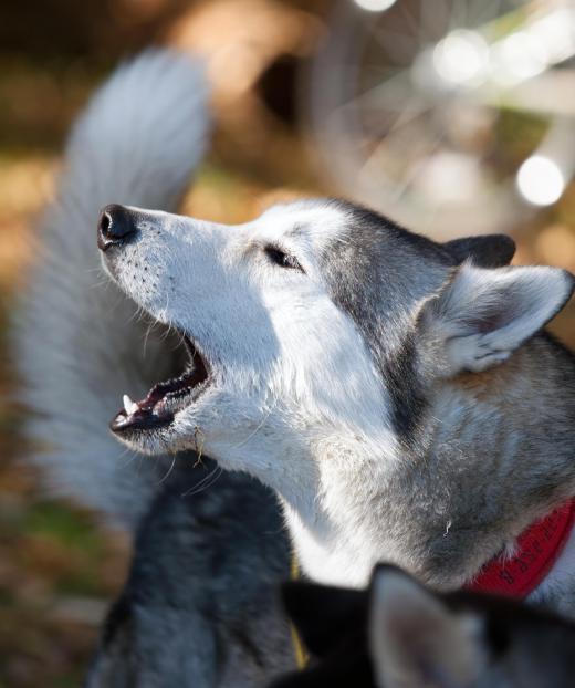 Huskies are ideal for skijoring.