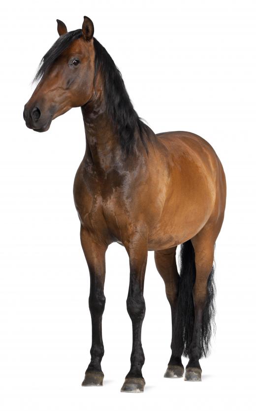 A horse's respiratory rate can be taken simply by watching for the rise and fall of a horse's rib area.