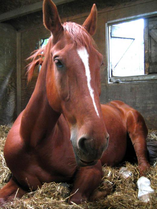 Checking your horse's health daily is a part of good horsemanship.