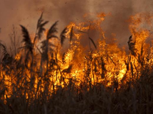 Wildfire fighters skydive to reach remote sites.