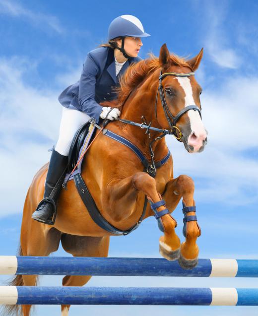 Quarter horses are often used for show jumping.