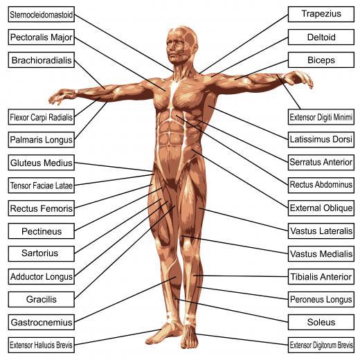 A person studying the biomechanics of volleyball would be mainly concerned with quadriceps, deltoids in the shoulders, triceps, biceps and the muscles of the hand and forearm.
