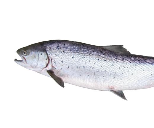 Salmon can be found in both in freshwater and saltwater.