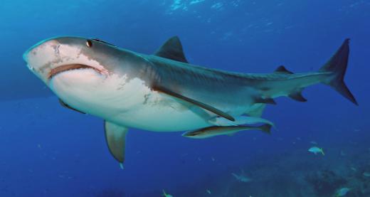 The Speedo Fastskin was designed to mimic the skin of sharks.