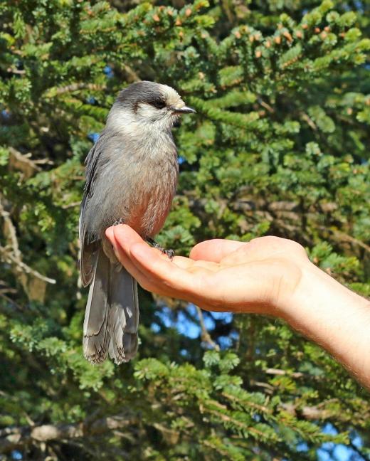 A person holding a bird.