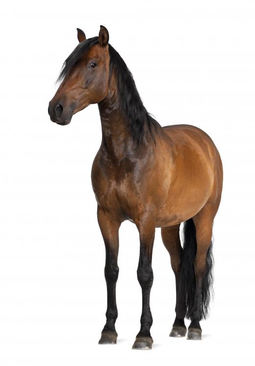 PPID is a malfunction of a horse's pituitary gland.