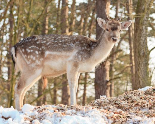 Windy fall days are best for stalking deer.