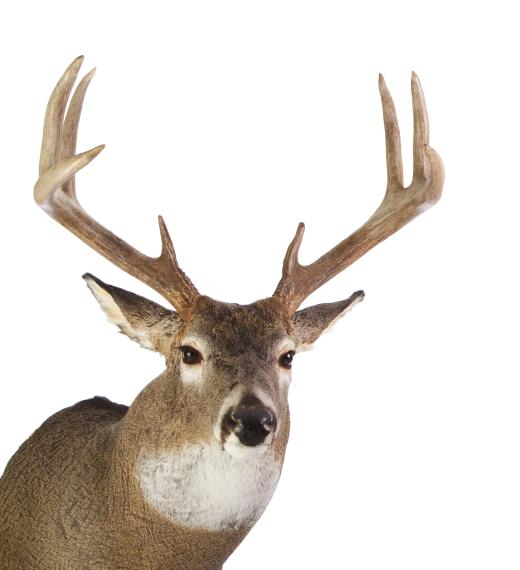 In order to legally hunt deer, hunters are required to purchase a deer tag in addition to a hunting license.