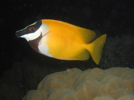 Fox-faced rabbitfish are tropical fish that are easy to keep in home aquariums.