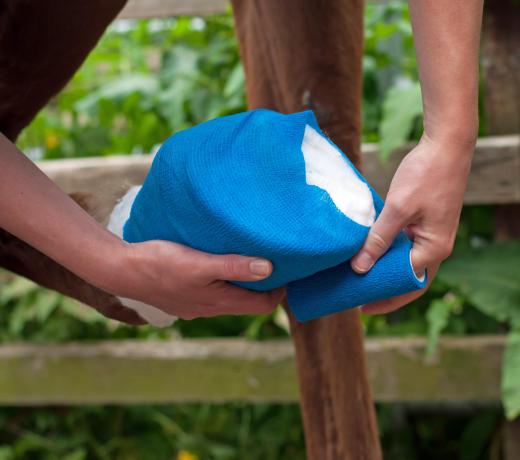 Bandaging the poultice to the hoof using sterile gauze, vet wrap and duct tape will help it heal.