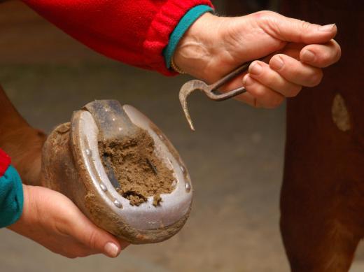 A hoof pick can be used to find any sensitive areas that may harbor a hoof abscess.