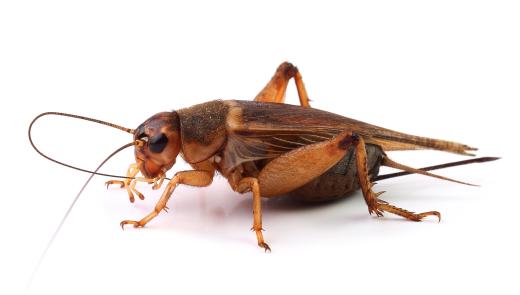 Crickets often serve as fish bait.