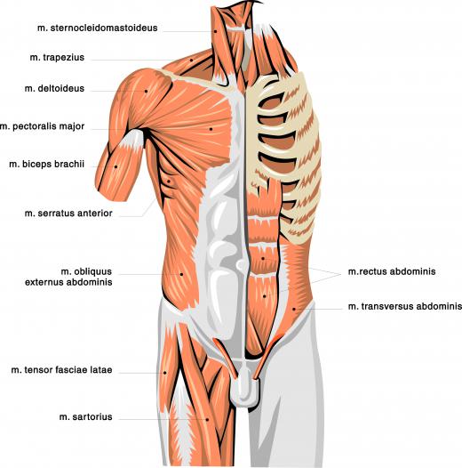 Pec decks target the pectoral muscles in the chest.