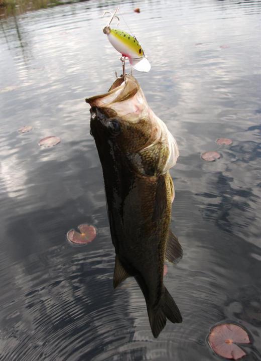 Largemouth bass are prized sport fish in North America.