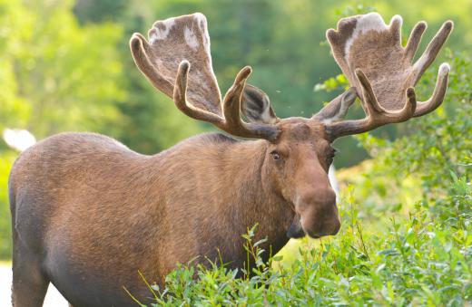 If a hunter decides to go moose hunting, as part of his hunting gear he would use a rifle with a large bore.