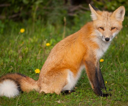 Steeplechase racing evolved from the European tradition of fox hunting.