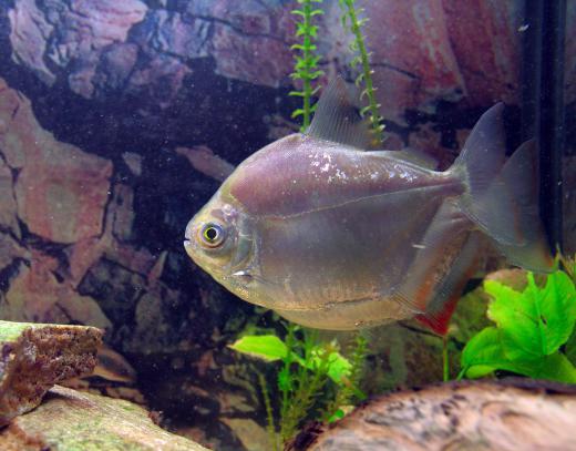 Fish will experience stress if there are too many temperature fluctuations in a fish tank.