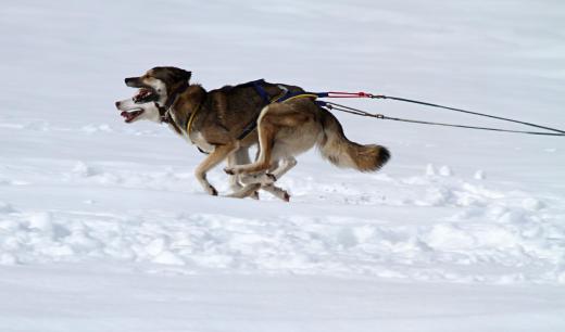 Many amateur skijorers use their own dogs to tow them through the snow.