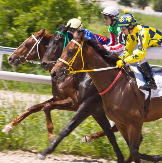 Individual horses carry differing amounts of weight in handicap races.