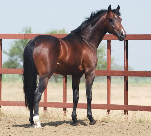 Over time, bareback riding can harm a horse.