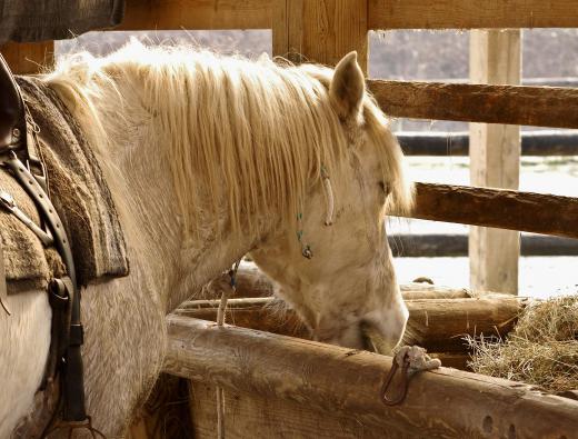 The larvae of bot flies can attach themselves to the lining of a horse's stomach and intestines.