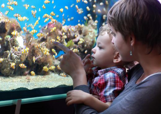 There are four main criteria that you should consider when buying a fish tank: tank size, fish types, budget, and time available to dedicate to fish tank maintenance.