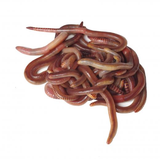 Earthworms are commonly used as fishing lures.