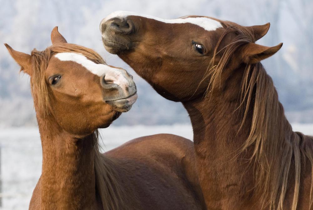 Is Horse Racing Inhumane? (with pictures)